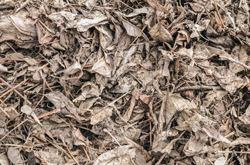 Dry leaves texture background. Autumn foliage.