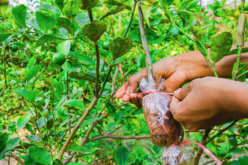 Grafting branch is lemon tree. Hands make Plant propagation in my farm.