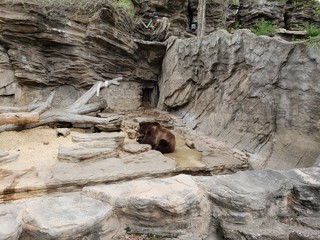 Fototapeta premium Resting Grizzly Bear