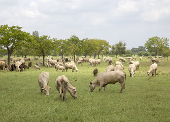Fototapeta premium Herd of cows in the meadow