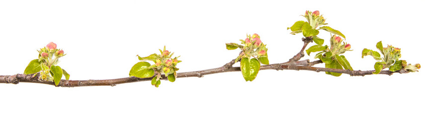 branch of an apple tree with blossoming buds and leaves. on a white background