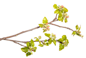 branch of an apple tree with blossoming buds and leaves. on a white background - 204033830