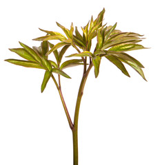 young shoots of a peony bush. on a white background