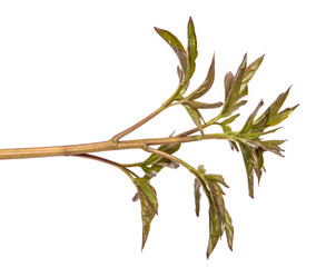 young shoots of a peony bush. on a white background