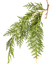 branch of green thuja. on a white background