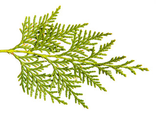 branch of green thuja. on a white background