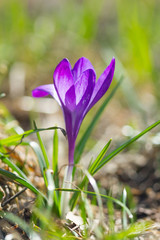 Fototapeta premium Violet crocus flower blooming