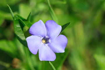 Vinca minor flowers blossom