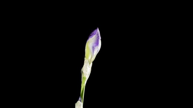 Blue iris or blueflag flower blooming, isolated on black background

