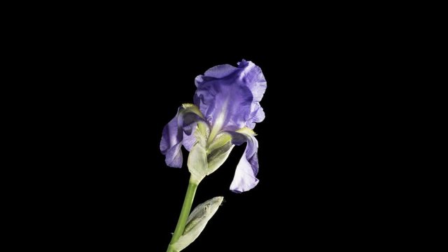 Blue iris or blueflag flower blooming, isolated on black background
