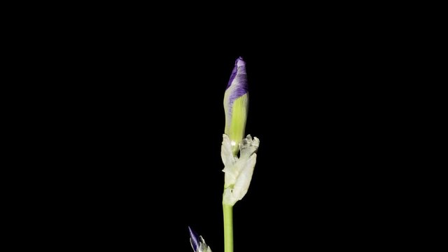 Blue iris or blueflag flower blooming, isolated on black background
