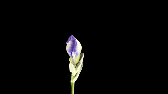 Blue iris or blueflag flower blooming, isolated on black background
