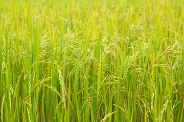 Rice field, paddy rice in field.