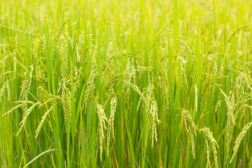 Rice field, paddy rice in field.