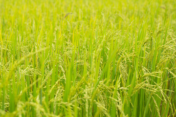 Rice field, paddy rice in field.