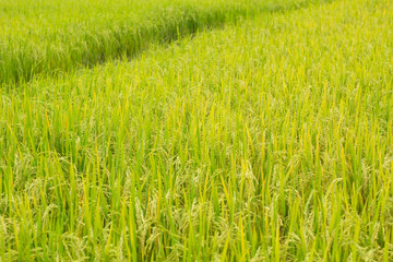 Rice field, paddy rice in field.