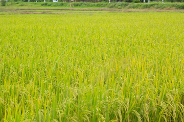 Rice field, paddy rice in field.