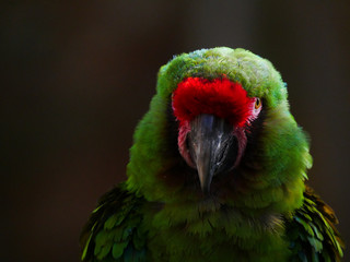 Perroquet © photoloulou91