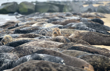 Lines of grey seals lying on Horsey Beach, Norfolk
