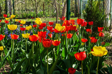 Fototapeta premium Tulips blossom in the park in the spring