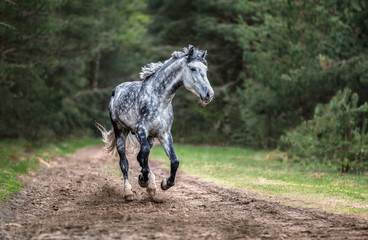 Grey horse running free in a forest - 204036405