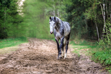 Portrait of an arabian stallion in a spring forest