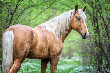 Portrait of an arabian stallion in a spring forest