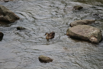 duck in the river