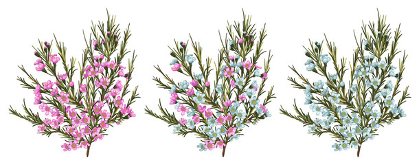 Chamaelaucium (waxflower) Blue and pink flowers. Vector floral pattern set isolated on white background. Beautiful watercolor element for banners, invitation, cards, flyers