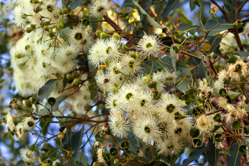 Marri flowers bloodwood tree, Red Gum, Port Gregory gum blossoming in Western Australia