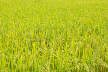 Rice field