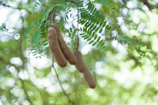 Blurred tamarind on tree and leaf.