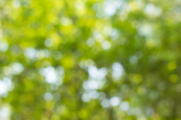 green bokeh background