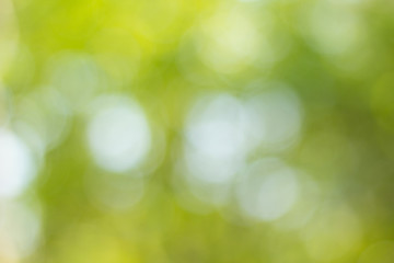 green bokeh background