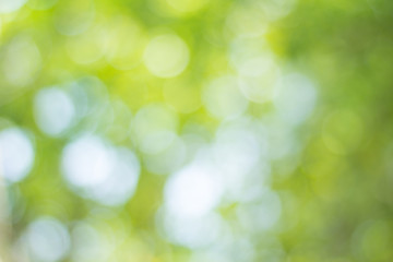 green bokeh background