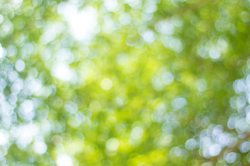 green bokeh background