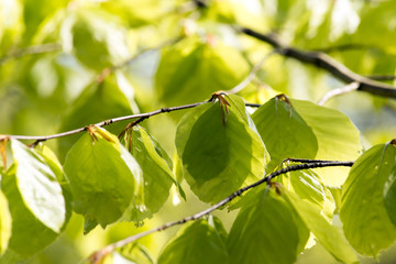 Light green beech leafs close-up