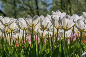 blooming field of white tulips in the garden, floral background