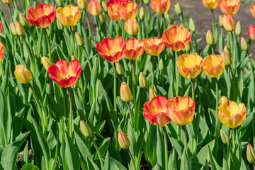 blooming field of orange tulips in the garden, floral background