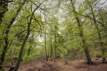 Springtime beech forest