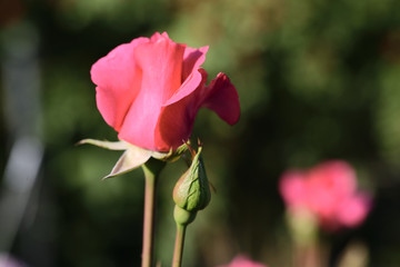 バラの花　バラ園を見てきました。