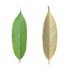 green leaf on a white background