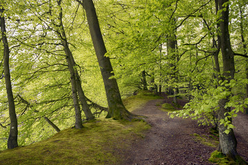 Springtime beech forest