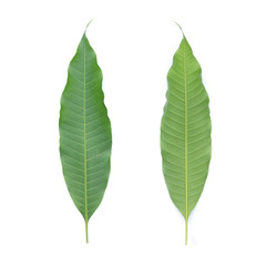 green leaf on a white background