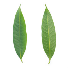 green leaf on a white background