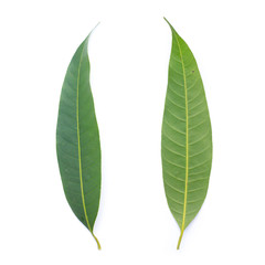 green leaf on a white background