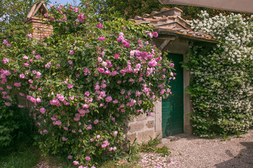 Fototapeta na wymiar Entrata di una casa di campagna con due piante di rose