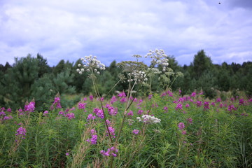 Obraz premium Wild Flowers