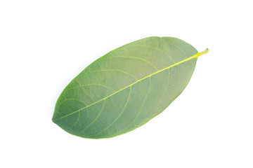 Obraz premium green leaf on a white
