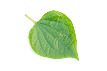 Obraz premium green leaf on a white